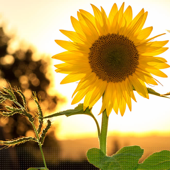 Flores de California