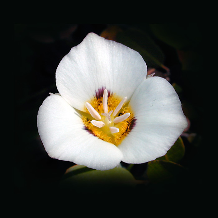 Flores de California