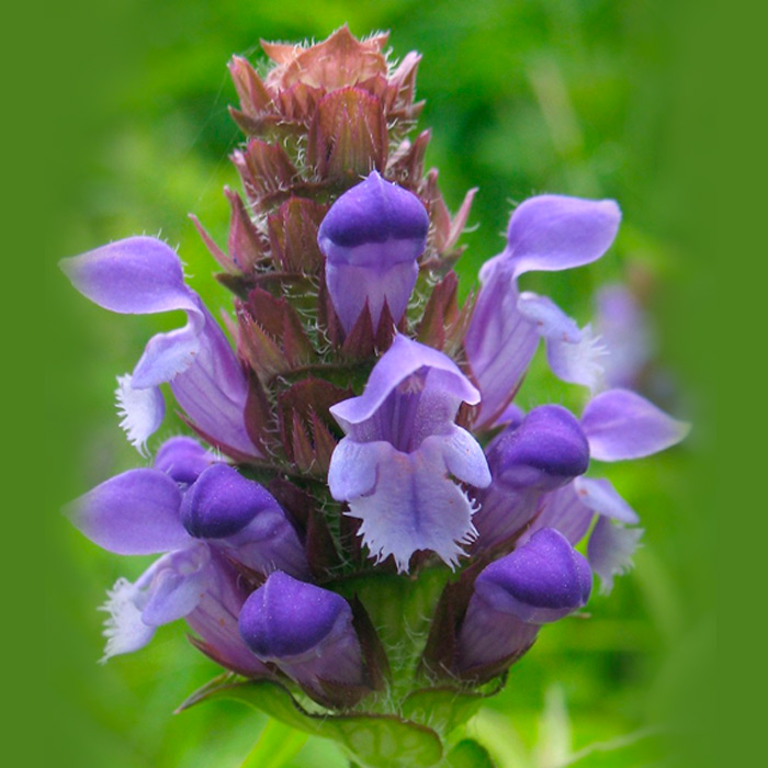 Flores de California