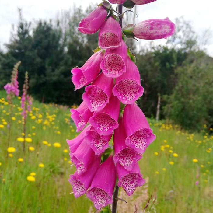 Luz In&eacute;s Flores