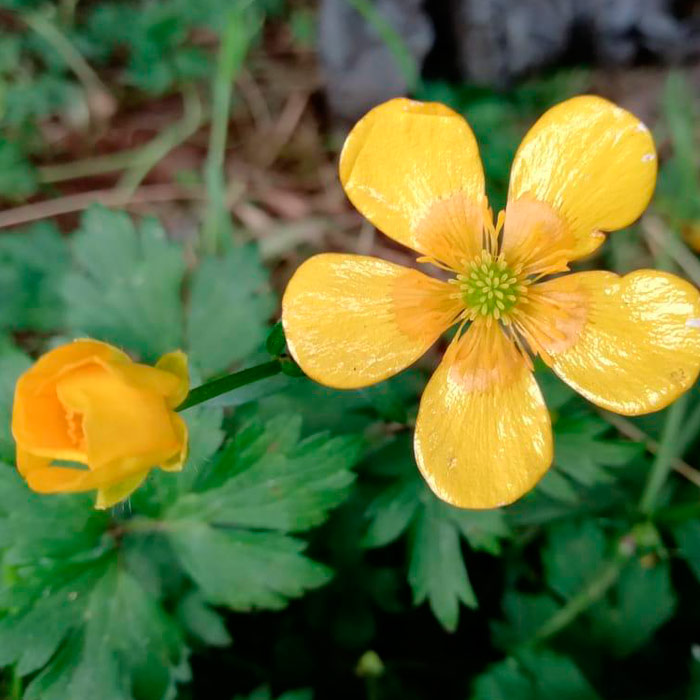 Luz In&eacute;s Flores