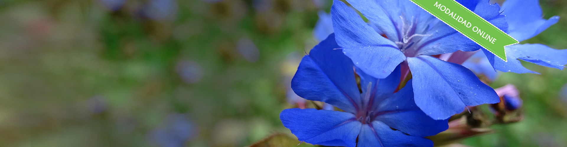Formaci&oacute;n Terapeutas Florales de Bach